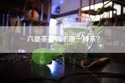六堡茶是属于哪一种茶？