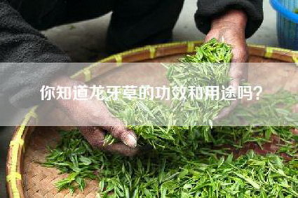 你知道龙牙草的功效和用途吗？