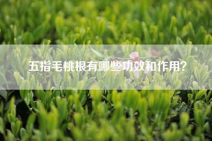 五指毛桃根有哪些功效和作用？