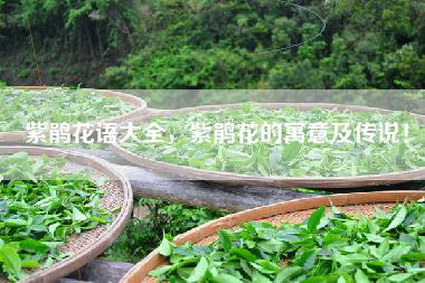 紫鹃花语大全，紫鹃花的寓意及传说！