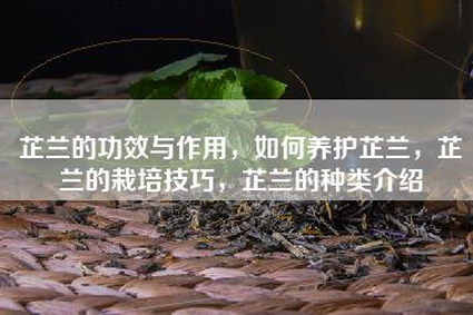 芷兰的功效与作用，如何养护芷兰，芷兰的栽培技巧，芷兰的种类介绍