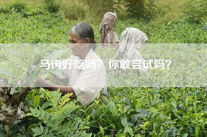 马肉好吃吗？你敢尝试吗？