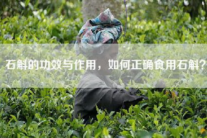 石斛的功效与作用，如何正确食用石斛？