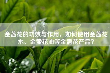 金盏花的功效与作用，如何使用金盏花水、金盏花油等金盏花产品？