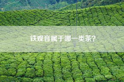 铁观音属于哪一类茶？