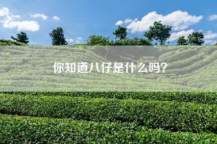 你知道八仔是什么吗？