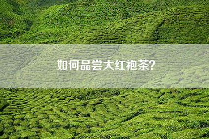 如何品尝大红袍茶？