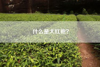 什么是大红袍？