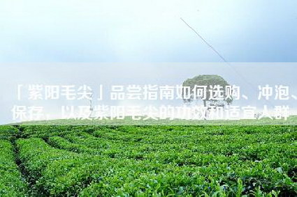 「紫阳毛尖」品尝指南如何选购、冲泡、保存，以及紫阳毛尖的功效和适宜人群