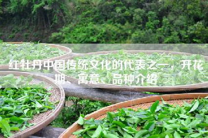红牡丹中国传统文化的代表之一，开花期、寓意、品种介绍