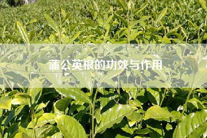 蒲公英根的功效与作用