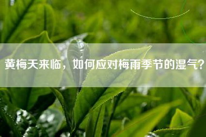 黄梅天来临，如何应对梅雨季节的湿气？