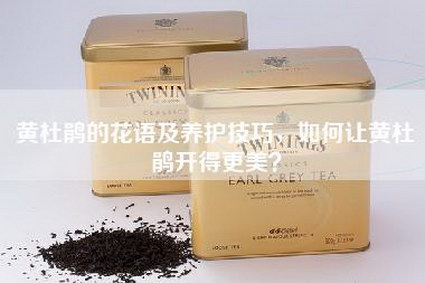 黄杜鹃的花语及养护技巧，如何让黄杜鹃开得更美？