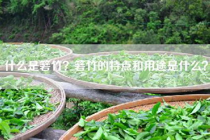 什么是箬竹？箬竹的特点和用途是什么？