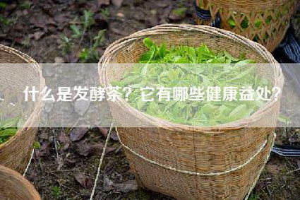 什么是发酵茶？它有哪些健康益处？