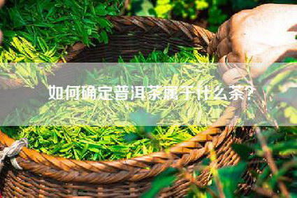 如何确定普洱茶属于什么茶？
