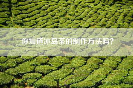 你知道冰岛茶的制作方法吗？