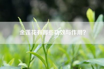 金莲花有哪些功效与作用？