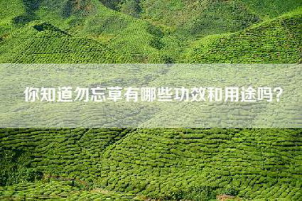 你知道勿忘草有哪些功效和用途吗？