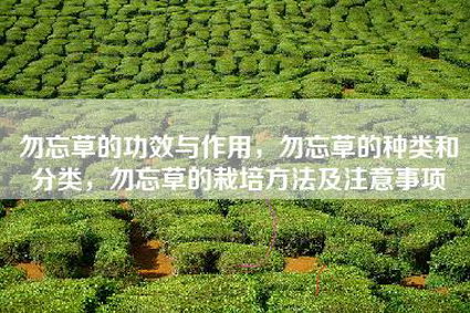 勿忘草的功效与作用，勿忘草的种类和分类，勿忘草的栽培方法及注意事项