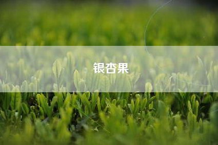 银杏果