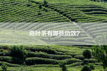 荷叶茶有哪些功效？