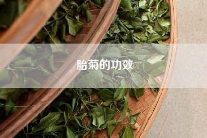 胎菊的功效