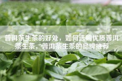 普洱茶生茶的好处，如何选购优质普洱茶生茶，普洱茶生茶的品牌推荐