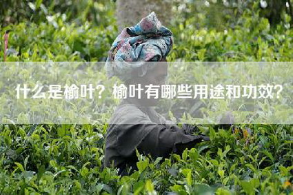 什么是榆叶？榆叶有哪些用途和功效？