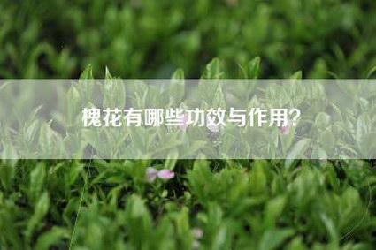 槐花有哪些功效与作用？