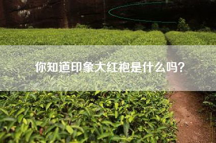 你知道印象大红袍是什么吗？