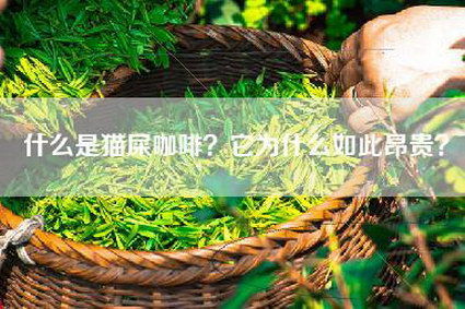 什么是猫屎咖啡？它为什么如此昂贵？