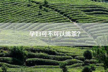 孕妇可不可以喝茶？