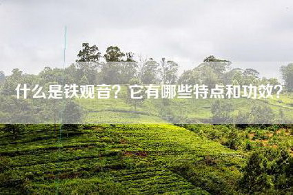 什么是铁观音？它有哪些特点和功效？