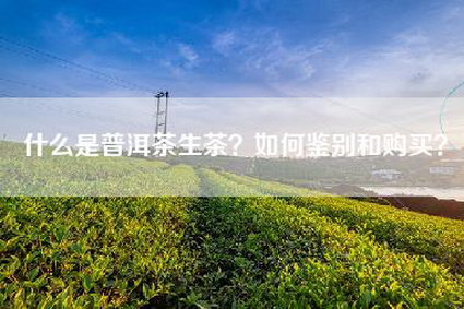 什么是普洱茶生茶？如何鉴别和购买？