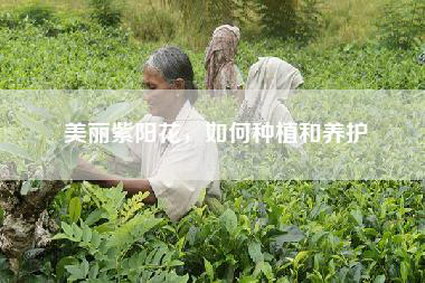 美丽紫阳花，如何种植和养护