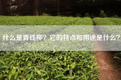 什么是青钱柳？它的特点和用途是什么？