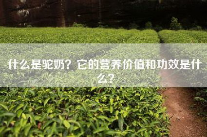 什么是驼奶？它的营养价值和功效是什么？
