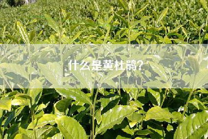 什么是黄杜鹃？