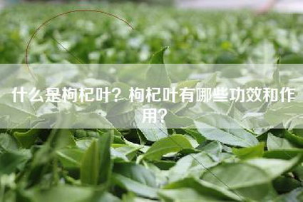 什么是枸杞叶？枸杞叶有哪些功效和作用？
