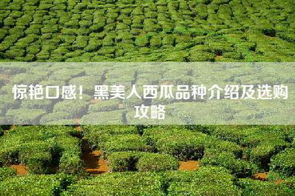 惊艳口感！黑美人西瓜品种介绍及选购攻略