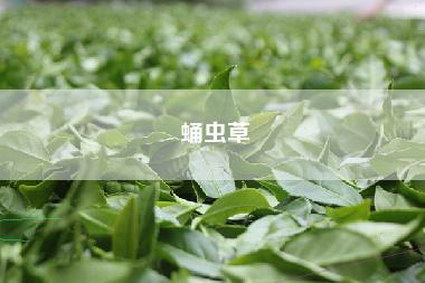 蛹虫草