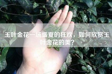 玉叶金花一场盛夏的狂欢，如何欣赏玉叶金花的美？