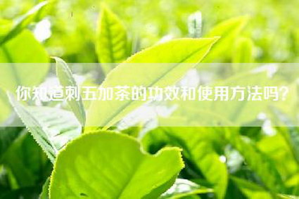 你知道刺五加茶的功效和使用方法吗？