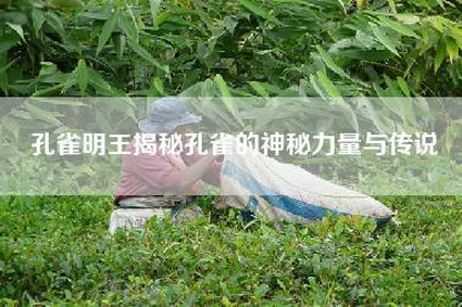 孔雀明王揭秘孔雀的神秘力量与传说