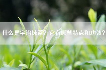什么是宇治抹茶？它有哪些特点和功效？