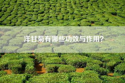 洋甘菊有哪些功效与作用？