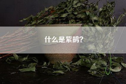 什么是紫鹃？