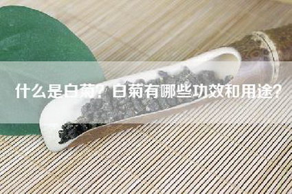 什么是白菊？白菊有哪些功效和用途？
