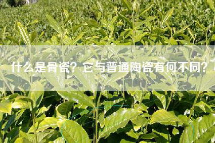 什么是骨瓷？它与普通陶瓷有何不同？
